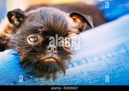 Close Up Chien Noir Griffon Bruxellois (Griffon de Bruxelles, Griffon Belge) dormir sur Womans Lap Banque D'Images