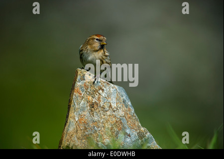 Moindre Sizerin flammé, Carduelis cabaret sur stone Banque D'Images