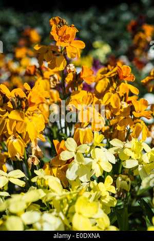 L'Erysimum cheiri 'Sunset Bronze' (coucher du soleil) Banque D'Images