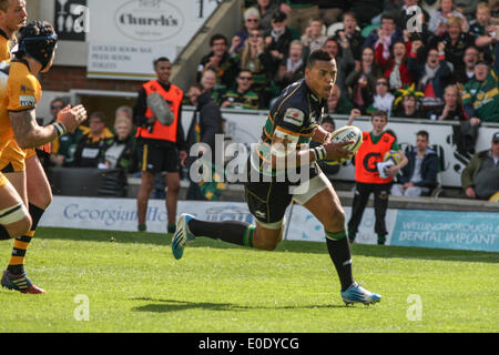 Northampton, Royaume-Uni. 10 mai, 2014. 12 marque son quatrième côté essayer d'obtenir le point de bonus et une demi-finale à domicile au cours de l'Aviva Premiership match entre les Tonga et les Wasps à Franklins Gardens. Credit : Action Plus Sport/Alamy Live News Banque D'Images