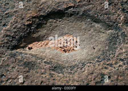 Traces de dinosaures peuvent être vus dans le grès intégré sur le dessus de le Waterberg Plateau en Namibie Banque D'Images