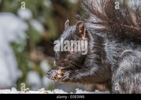 L'Écureuil noir (Sciurus carolinensis), queue touffue, l'Écureuil noir, Close up dans l'habitat naturel, l'alimentation et montrant ses pattes. Banque D'Images