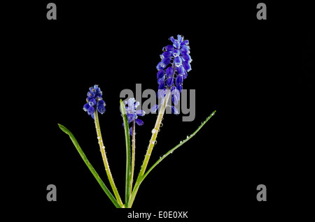 Muscaris avec gouttes d'eau sur fond noir Banque D'Images