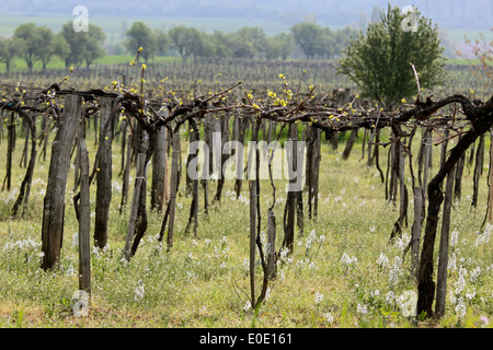 Vignoble au printemps près de Aszofö au Lac Balaton, Hongrie Banque D'Images