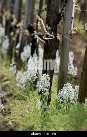 Fleurs blanches d'Ornithogalum nutans au Lac Balaton en Hongrie, Aszofö Banque D'Images