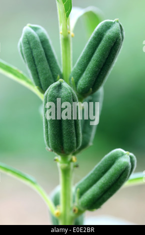 Sésame vert gousses dans la nature Banque D'Images