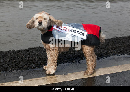 Les animaux dans les vêtements à West Kirby, Liverpool. 10 mai, 2014. Espérons que la justice et la charité au terrier British Open Team Championships 2014 Trophée. Premier League du voile Le Trophée 'Wilson' 200 marins de classe olympique concourir annuellement sur Kirby amphithéâtre marin dans l'un des événements préférés où des centaines de spectateurs suivent 300 courses frénétiques, courtes et tranchantes dans trois équipes de voile sur le lac de plaisance se bousculent pour gagner le titre convoité : "Wilson Trophy Champion." Crédit : Mar Photographics/Alamy Live News Banque D'Images