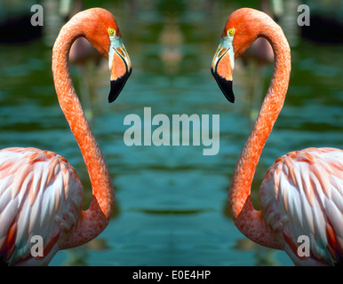 Deux flamands roses faire l'amour parfait d'oiseaux qu'ils se retrouvent face à face pour faire une image dans ce miroir modifié numériquement photographie d'un seul oiseau. Banque D'Images