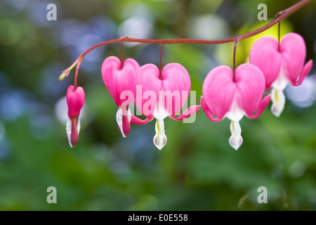 Lamprocapnos spectabilis. Le cœur des fleurs dans un jardin anglais. Banque D'Images