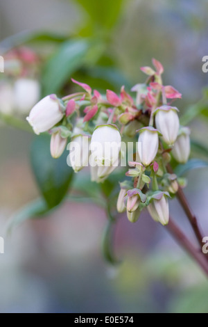 Vaccinium corymbosum. Fleurs de bleuet. Banque D'Images