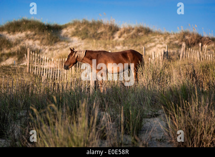 Le pâturage sauvage mustang espagnol parmi les dunes, Outer Banks, Caroline du Nord, États-Unis Banque D'Images