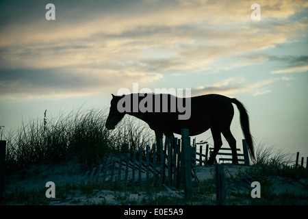 Spanish mustang sauvage sur dune, Outer Banks, Caroline du Nord, États-Unis Banque D'Images