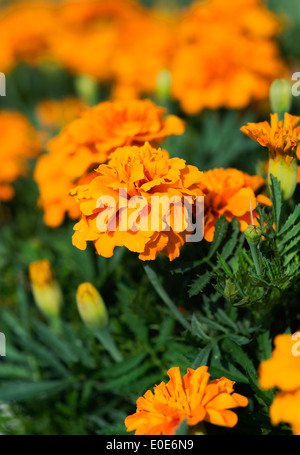 Les œillets d'Orange, de calendula. Banque D'Images