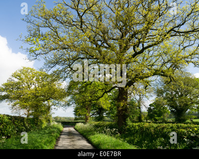 Chemin de campagne au printemps, Shropshire, Angleterre Banque D'Images