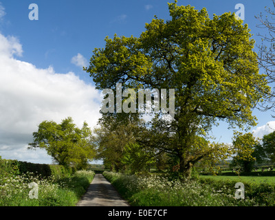 Chemin de campagne au printemps, Shropshire, Angleterre Banque D'Images