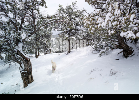 Chiens Golden Retriever de couleur Platinum Play en pleine tempête sur le petit sentier Arc-en-ciel, juste en dehors de Salida, Colorado, USA Banque D'Images