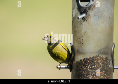 Verdier d'Europe (Carduelis chloris) sur mangeoire Banque D'Images