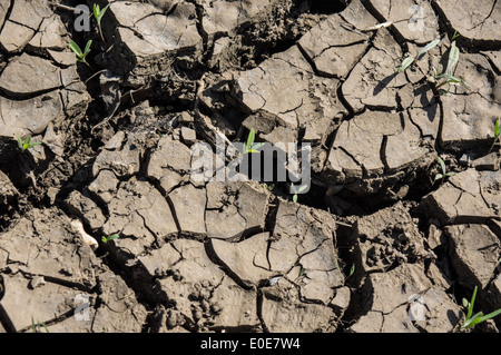 Sécher le sol avec des fissures, sécheresse Banque D'Images
