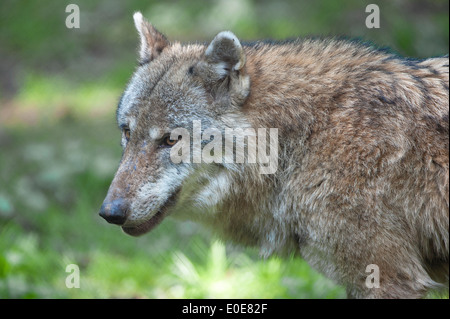 ,Canis lupus, , der Wolf, wolve, Banque D'Images