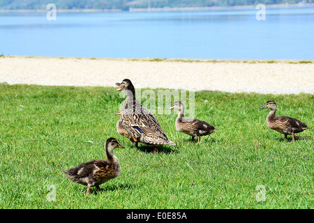 Enten am See, Schweiz Banque D'Images