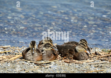 Enten am See, Schweiz Banque D'Images