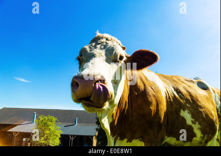 Une bonne vache avec paître sur les pâturages. Garder des animaux domestiques dans l'agriculture, Eine Kuh grasen glueckliche haus auf der Weide. Tierh Banque D'Images