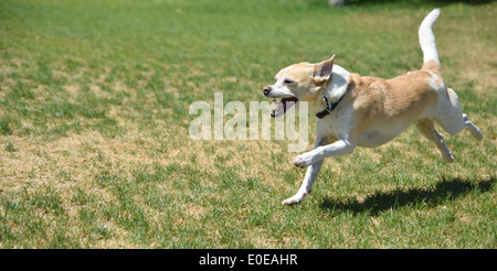 Un petit chien qui court dans le parc Banque D'Images