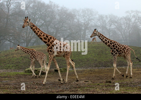 Trois jeunes adultes Rothschild girafes Baringo alias ougandais ou Girafe (Giraffa camelopardalis) sur la savane d'un zoo Banque D'Images