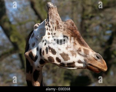 Close-up de tête d'une girafe de Rothschild alias Baringo ougandais ou Girafe (Giraffa camelopardalis) sur la savane d'un zoo Banque D'Images