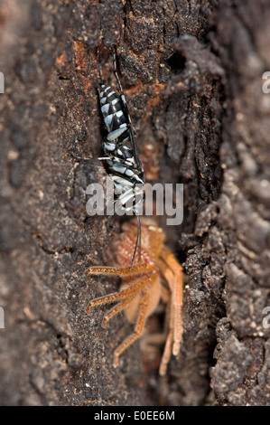 Chasseur d'araignées zébrées wasp (Turneroymia sp.) avec badge paralysé (Neosparassus araignée huntsman sp.) Banque D'Images