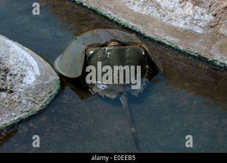 Atlantic limule, Limulus polyphemus Banque D'Images