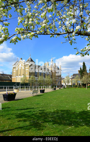 Fleur de printemps, Memorial Gardens, Staines-upon-Thames, Surrey, Angleterre, Royaume-Uni Banque D'Images