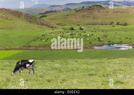Seule vache animal laitier en haut de colline avec des troupeaux d'animaux dans la vallée à proximité d'eau Banque D'Images