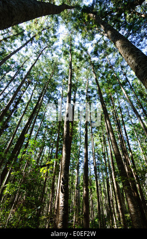 Grande Forêt, Fraser Island, Queensland, Queensland, Australie Banque D'Images