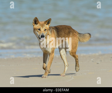 Dingo (Canis lupus dingo), Fraser Island, Queensland, Queensland, Australie Banque D'Images