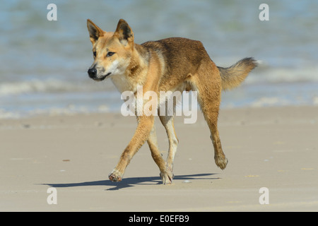 Dingo (Canis lupus dingo), Fraser Island, Queensland, Queensland, Australie Banque D'Images