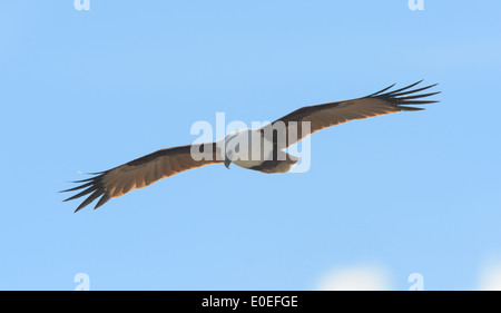 Brahminy Kite (Haliastur indus), Fraser Island, Queensland, Australia Banque D'Images