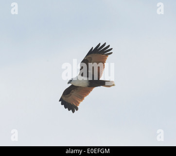 Brahminy Kite (Haliastur indus), Fraser Island, Queensland, Queensland, Australie Banque D'Images