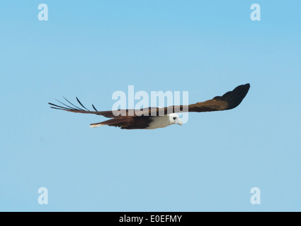 Brahminy Kite (Haliastur indus), Fraser Island, Queensland, Australia Banque D'Images