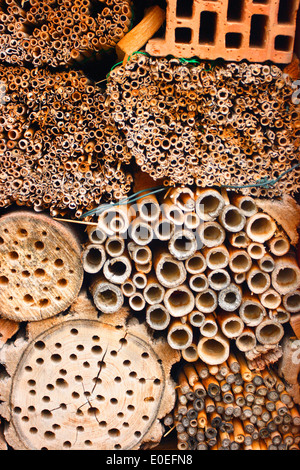 Un nichoir pour diverses espèces d'abeilles et de guêpes mis en place en Allemagne dans une réserve naturelle. Banque D'Images