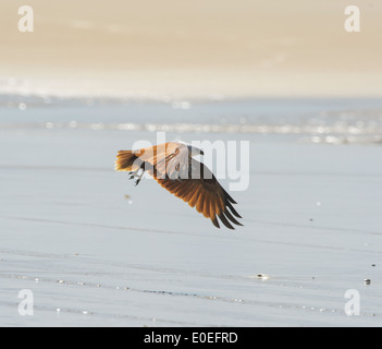 Brahminy kite (Haliastur indus), Fraser Island, Queensland, Queensland, Australie Banque D'Images