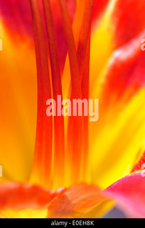 Macro d'hémérocalles (Hemerocallis fulva Orange) Banque D'Images