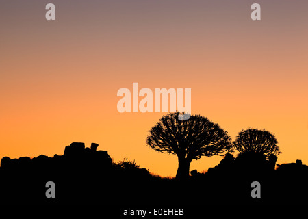 Silhouette d'arbres carquois (Aloe dichotoma) au coucher du soleil, la Namibie, l'Afrique du Sud Banque D'Images