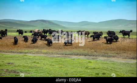 Les Yaks tibétains dans la prairie, Sichuan, Chine Banque D'Images