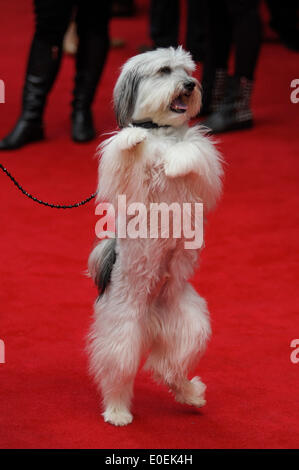 Postman Pat : Le Film - La première mondiale le 11/05/2014 à Odéon West End, Londres. Les personnes sur la photo : Pudsey. Photo par Julie Edwards Banque D'Images