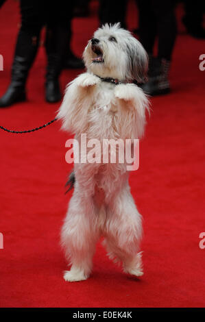 Postman Pat : Le Film - La première mondiale le 11/05/2014 à Odéon West End, Londres. Les personnes sur la photo : Pudsey. Photo par Julie Edwards Banque D'Images