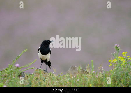 Pie bavarde (Pica pica) avec des fleurs en premier plan. Banque D'Images