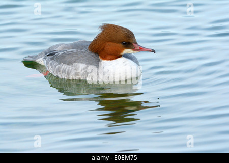 Grand Harle (Mergus merganser) ou nager dans l'eau bleu harle bièvre du lac de Genève. Banque D'Images