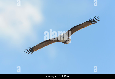 Brahminy Kite (Haliastur indus), Fraser Island, Queensland, Queensland, Australie Banque D'Images