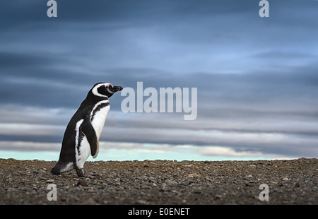 Adorable penguin en Patagonie. Image Voyage d'inspiration. Image en haute définition. Banque D'Images